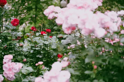 玫瑰花園 4K桌布 · flowers · 3840×2555