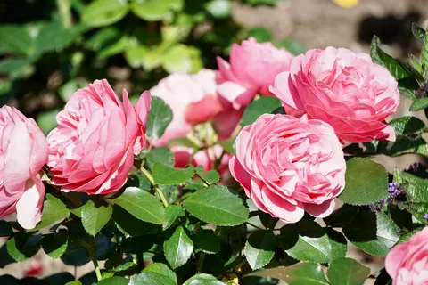 Rose Garden 4K Wallpaper · flowers · 3840×2560