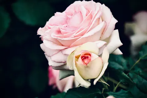 Rose Garden 4K Wallpaper · flowers · 3840×2560