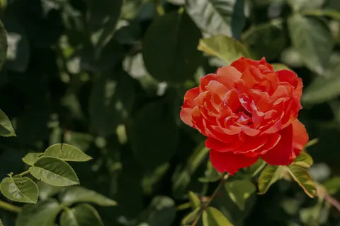 Rose Garden 4K Wallpaper · flowers · 3840×2560