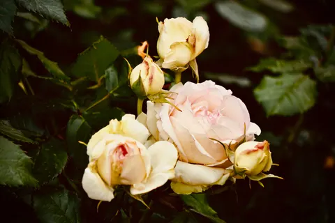 Rose Garden 4K Wallpaper · flowers · 3840×2560