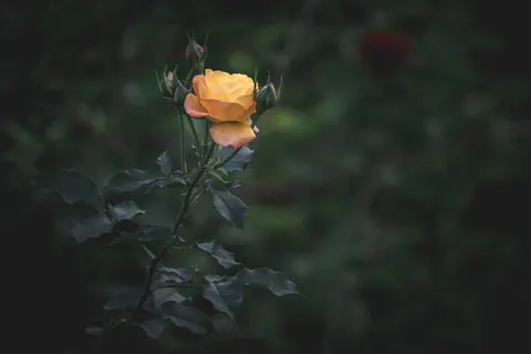 Rose Garden 4K Wallpaper · flowers · 3840×2560