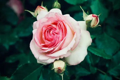 Rose Garden 4K Wallpaper · flowers · 3840×2560