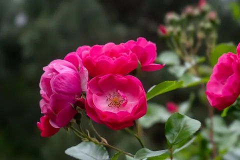 Rose Garden 4K Wallpaper · flowers · 3840×2560