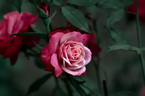 Rose Garden 4K Wallpaper · flowers · 3840×2560