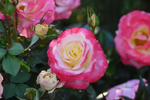 Rose Garden 4K Wallpaper · flowers · 3840×2563