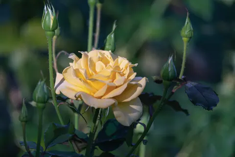 Rose Garden 4K Wallpaper · flowers · 3840×2560
