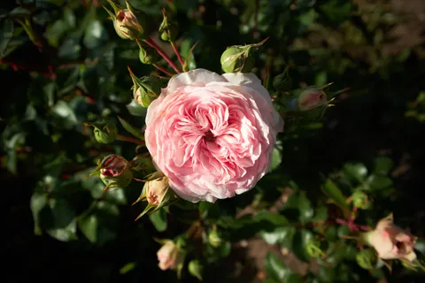 Rose Garden 4K Wallpaper · flowers · 3840×2560