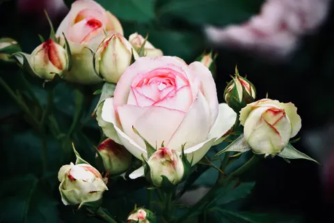 Rose Garden 4K Wallpaper · flowers · 3840×2560