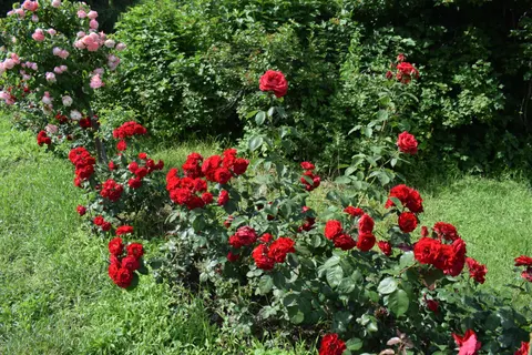 Rose Garden 4K Wallpaper · flowers · 3840×2560