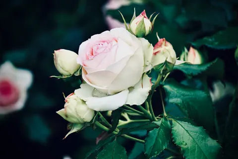 Rose Garden 4K Wallpaper · flowers · 3840×2560