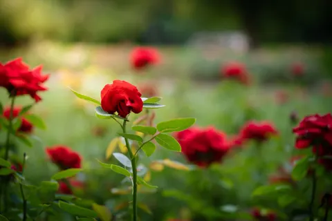 Rose Garden 4K Wallpaper · flowers · 3840×2563