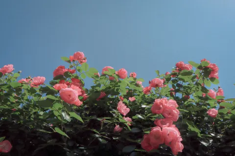 Rose Garden 4K Wallpaper · flowers · 3840×2560