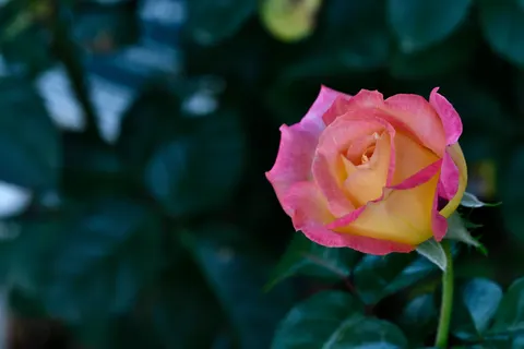 Rose Garden 4K Wallpaper · flowers · 3840×2560