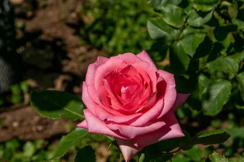 Rose Garden 4K Wallpaper · flowers · 3840×2560