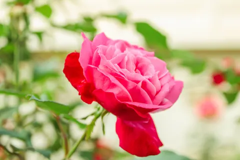 Rose Garden 4K Wallpaper · flowers · 3840×2560
