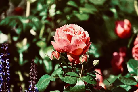 Rose Garden 4K Wallpaper · flowers · 3840×2560