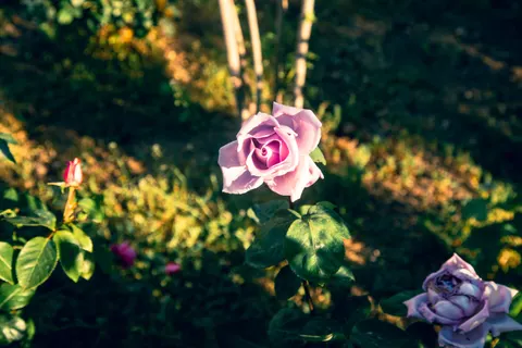Rose Garden 4K Wallpaper · flowers · 3840×2560
