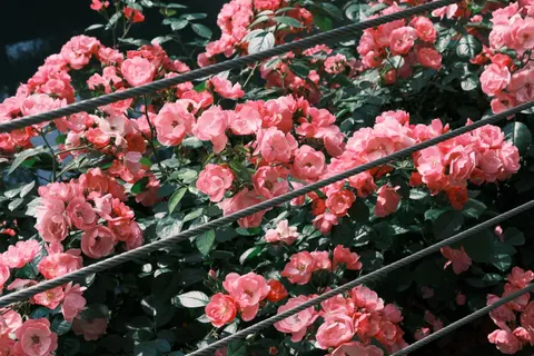 Rose Garden 4K Wallpaper · flowers · 3840×2560