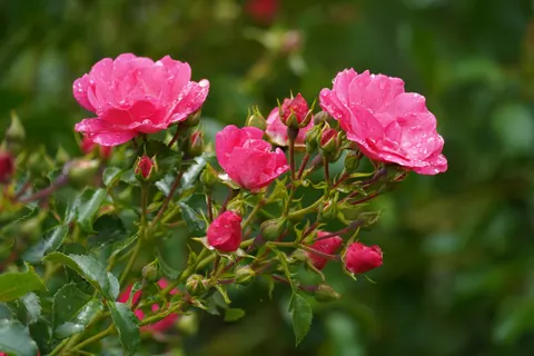 Rose Garden 4K Wallpaper · flowers · 3840×2560