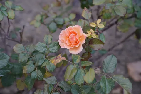 Rose Garden 4K Wallpaper · flowers · 3840×2560