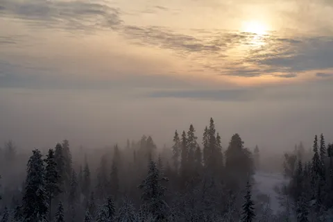 Foggy Forest 4K Wallpaper · nature · 3840×2561