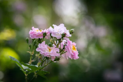 Sfondo Roseto 4K · flowers · 3840×2560