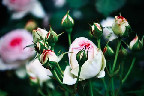 Rose Garden 4K Wallpaper · flowers · 3840×2560