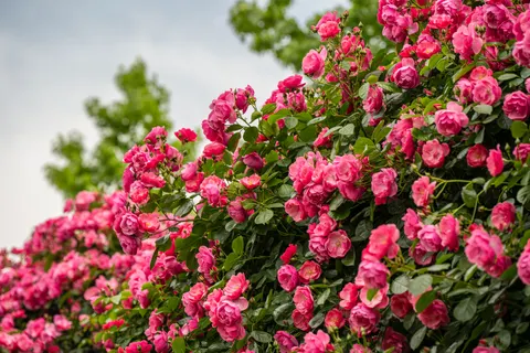 Rose Garden 4K Wallpaper · flowers · 3840×2560