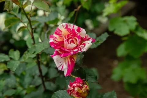 Rose Garden 4K Wallpaper · flowers · 3840×2560