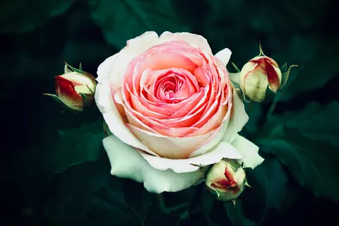 Rose Garden 4K Wallpaper · flowers · 3840×2560