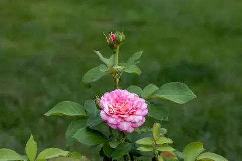 Rose Garden 4K Wallpaper · flowers · 3840×2561