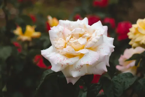 Rose Garden 4K Wallpaper · flowers · 3840×2560
