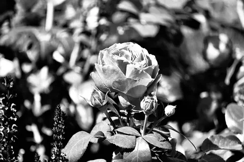 Rose Garden 4K Wallpaper · flowers · 3840×2560