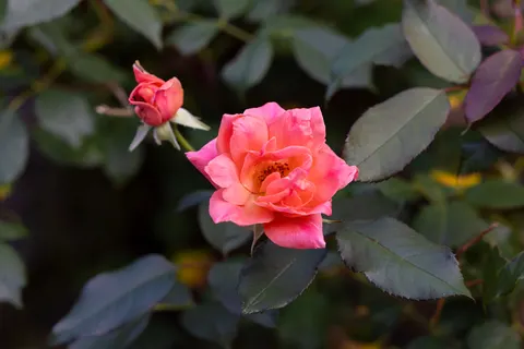 Rose Garden 4K Wallpaper · flowers · 3840×2561