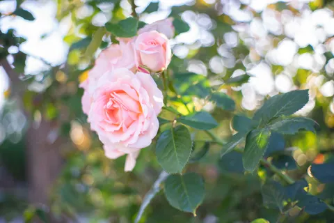 Rose Garden 4K Wallpaper · flowers · 3840×2560