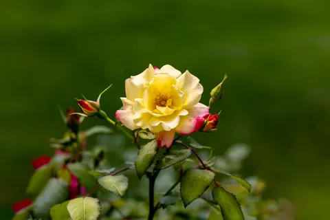 والپیپر باغ رز با کیفیت 4K · flowers · 3840×2561