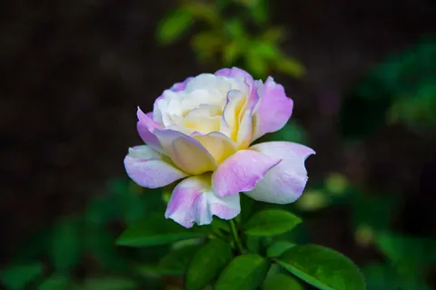 Rose Garden 4K Wallpaper · flowers · 3840×2563