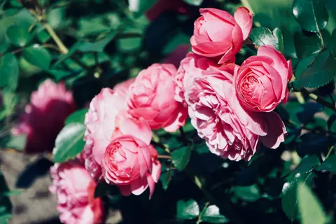 Rose Garden 4K Wallpaper · flowers · 3840×2560