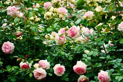 خلفية حديقة الورود بدقة 4K · flowers · 3840×2560