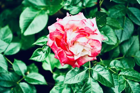 Rose Garden 4K Wallpaper · flowers · 3840×2560