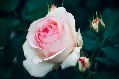 Rose Garden 4K Wallpaper · flowers · 3840×2560