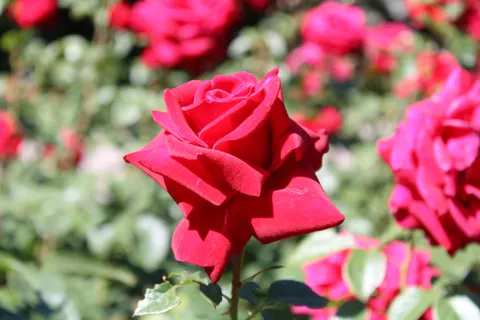 Rose Garden 4K Wallpaper · flowers · 3840×2560