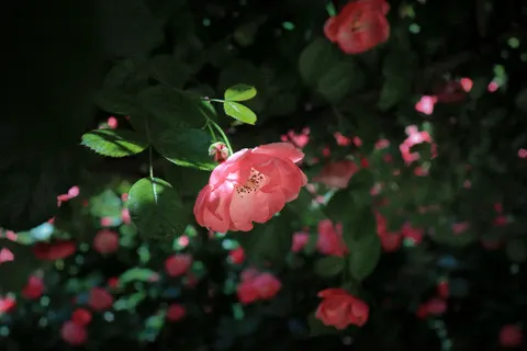 Rose Garden 4K Wallpaper · flowers · 3840×2560