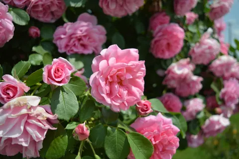 Rose Garden 4K Wallpaper · flowers · 3840×2553