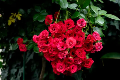 Rose Garden 4K Wallpaper · flowers · 3840×2560
