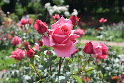 Rose Garden 4K Wallpaper · flowers · 3840×2560