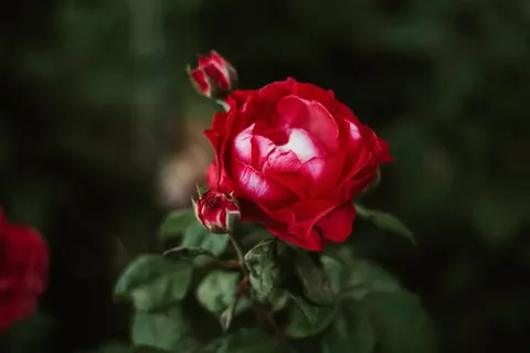 Rose Garden 4K Wallpaper · flowers · 3840×2560