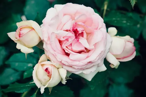 Rose Garden 4K Wallpaper · flowers · 3840×2560