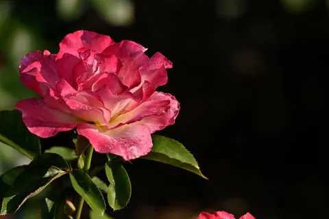 Rose Garden 4K Wallpaper · flowers · 3840×2560